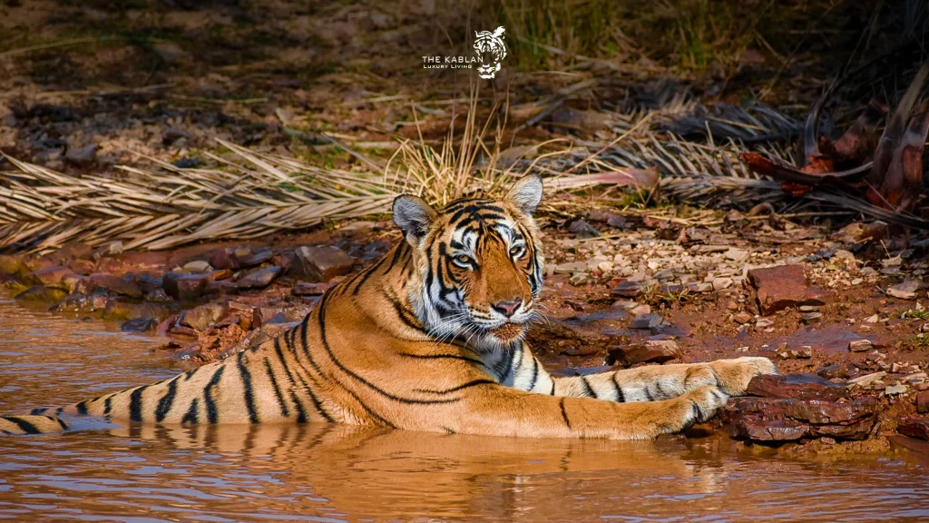 Tiger resting in water at Ranthambore forest edge