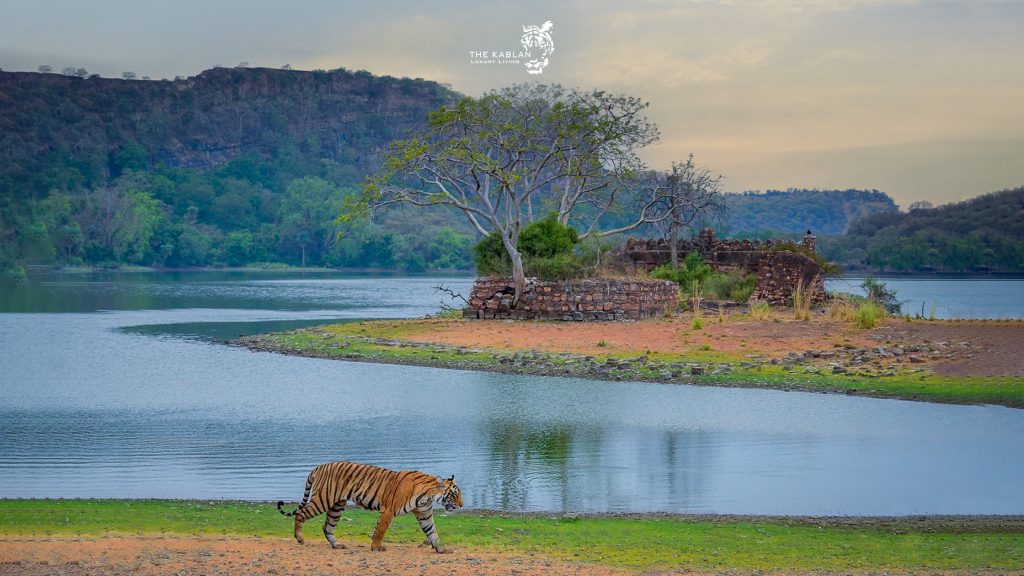 Tiger walking beside scenic lake